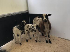 Wir führen auch Tiertransporte aus.