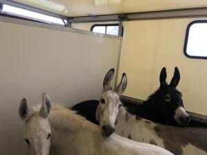 Esel gehen auf Reisen.