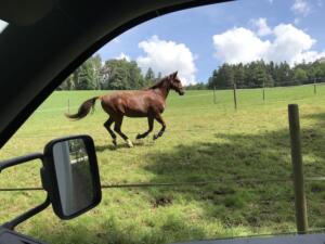 Transportgast glücklich auf der Weide.