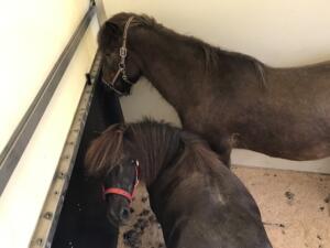 Zwei Freunde auf dem Weg in die Tierklinik.